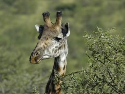 Seronera_and_Lobo2003-017